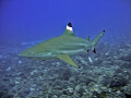   Black tip reef shark  